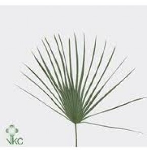ΧΑΜΕΡΟΠΑΣ  ΦΥΛΛΩΜΑ  CHAMAEROPS BLAD